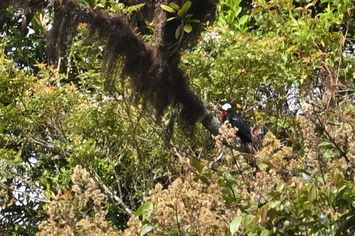 White-capped Tanager - ML646370009