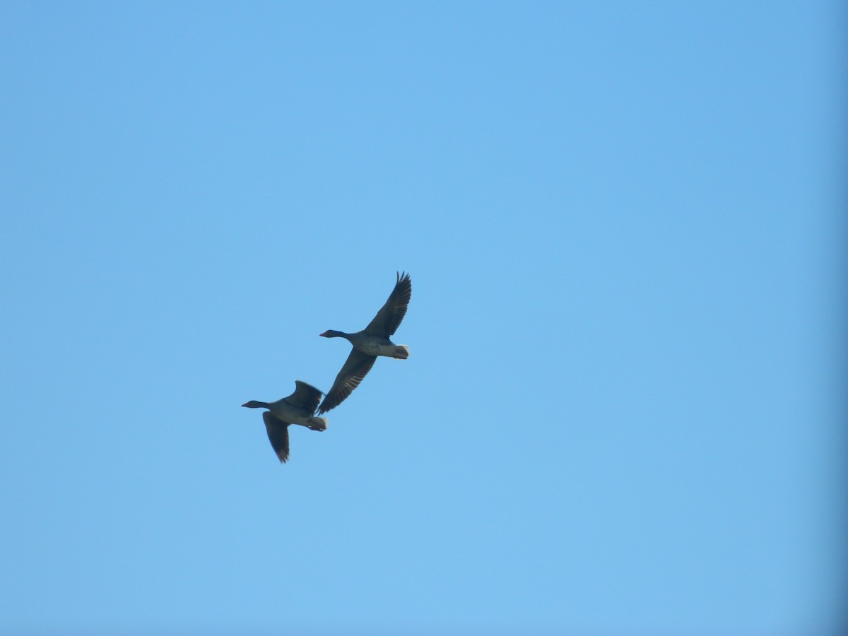 אווז אפור - ML646370010