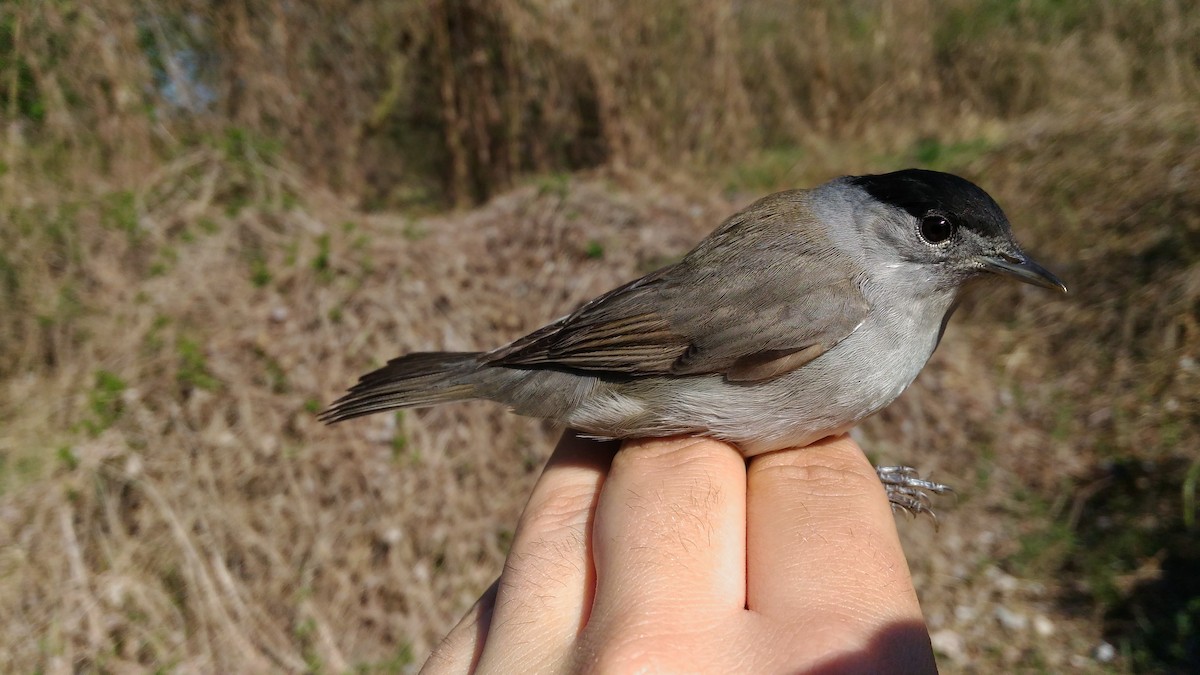 Eurasian Blackcap - ML646370011
