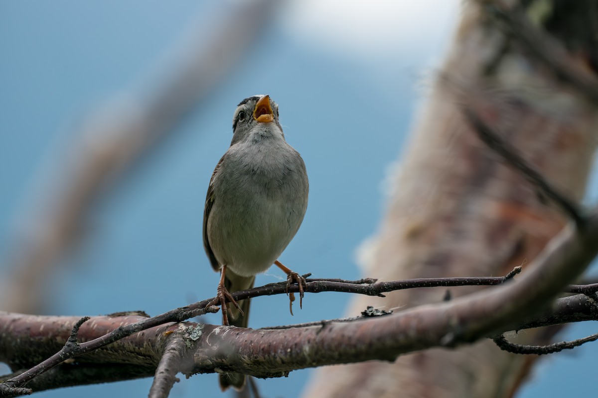 White-crowned Sparrow - ML646370013
