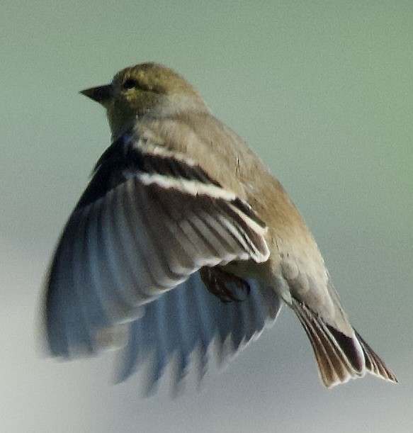 American Goldfinch - ML646370015