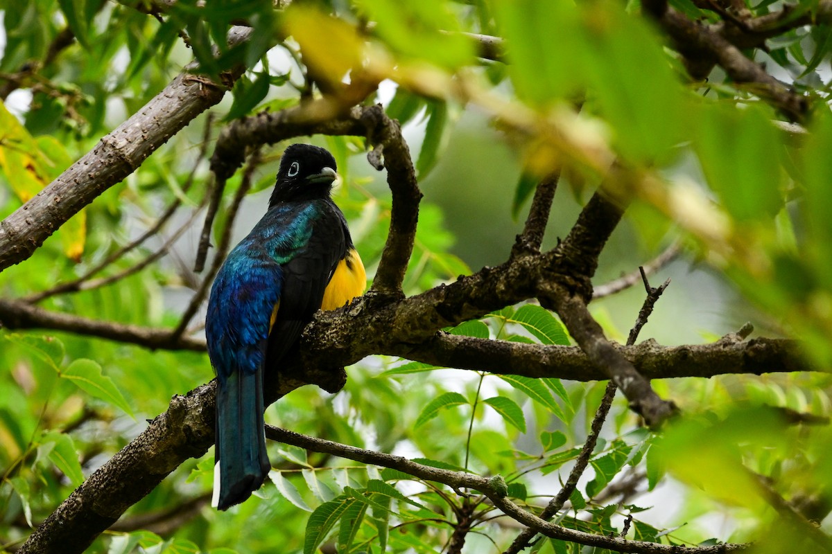 ズグロハグロキヌバネドリ - ML646370016