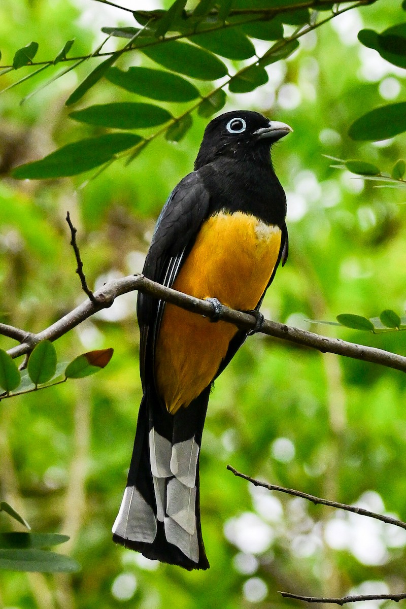 ズグロハグロキヌバネドリ - ML646370017