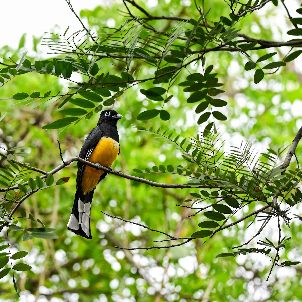 ズグロハグロキヌバネドリ - ML646370018