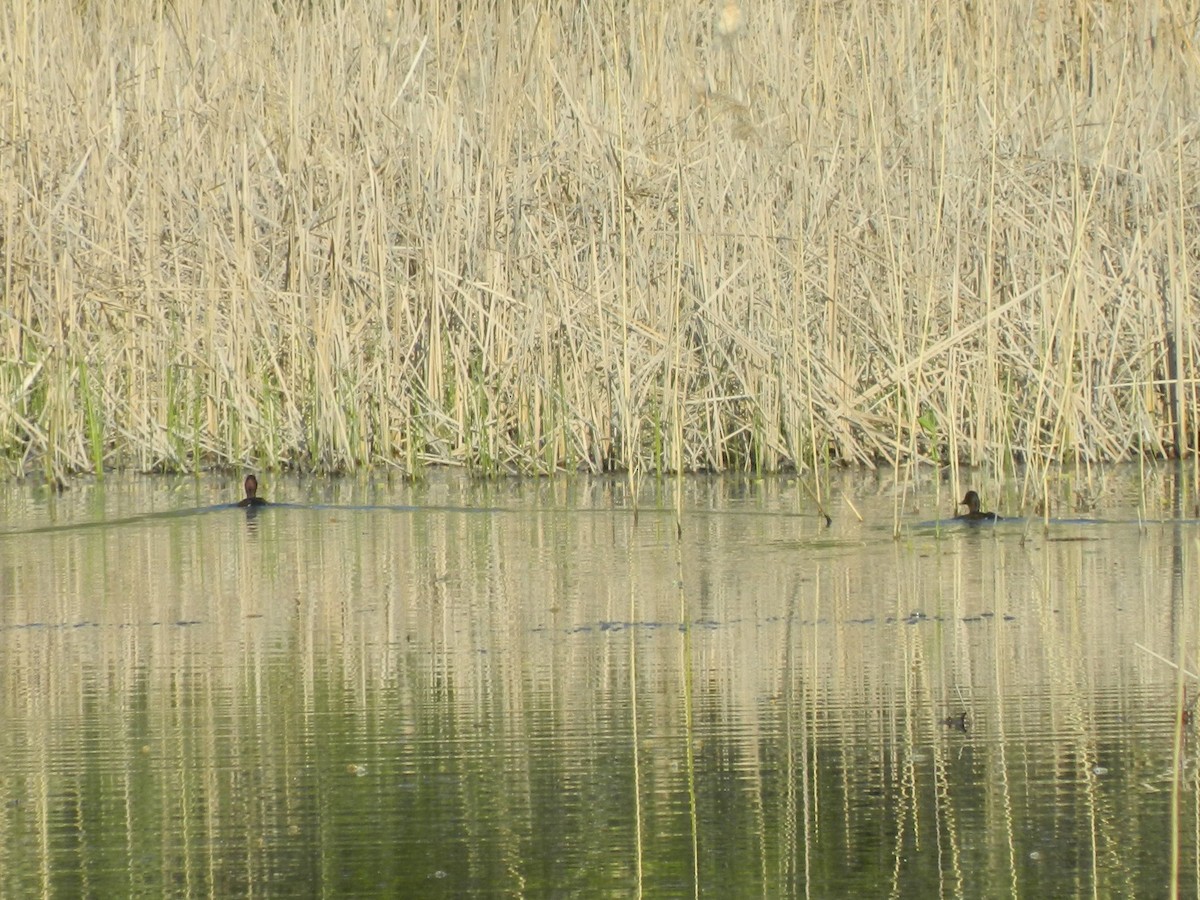 Ferruginous Duck - ML646370019