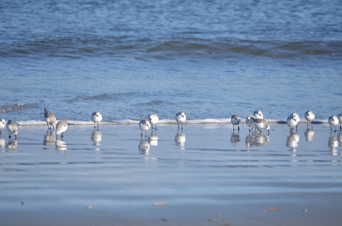 Sanderling - ML646370020