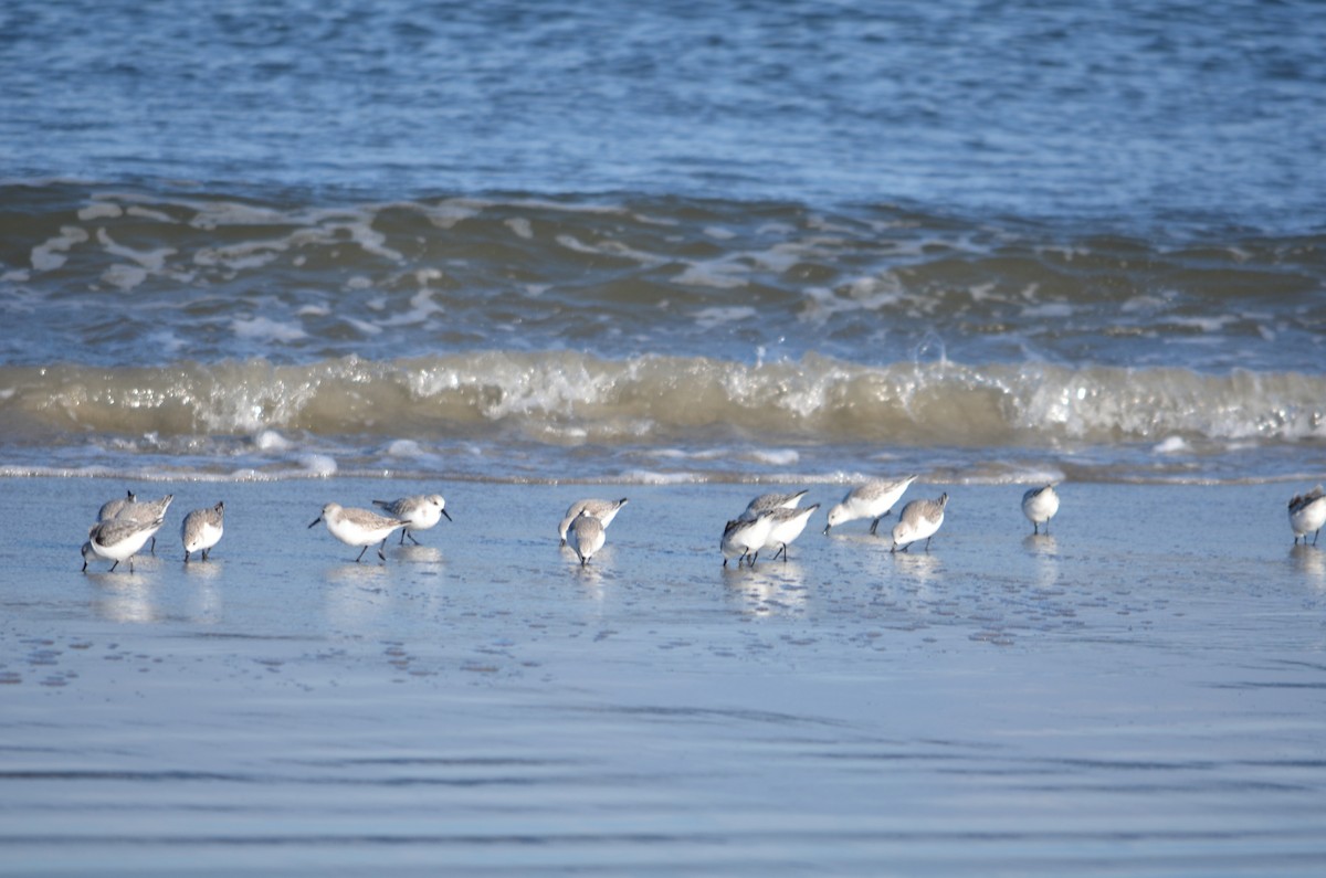 Sanderling - ML646370021