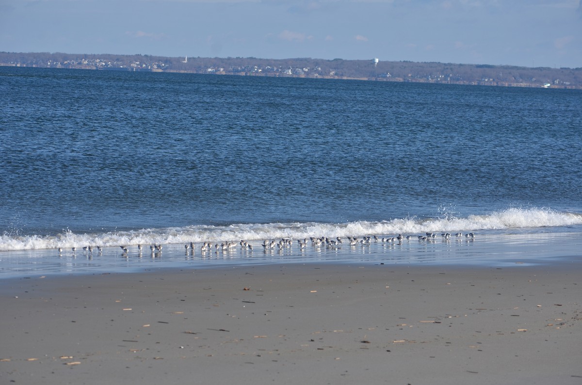 Sanderling - ML646370022