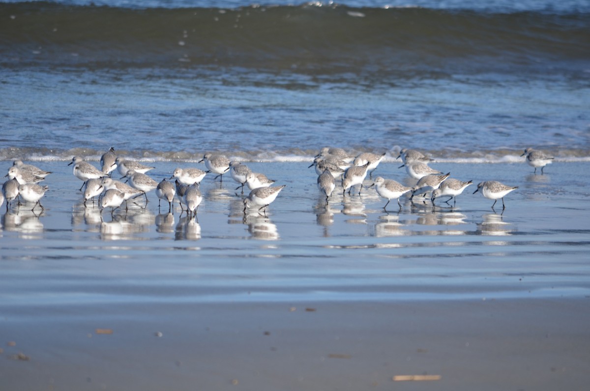Sanderling - ML646370023