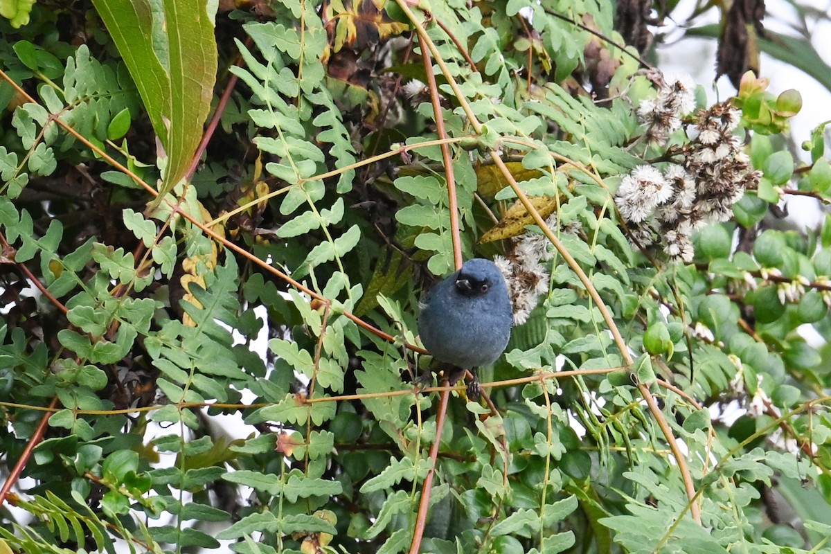 Bluish Flowerpiercer - ML646370025