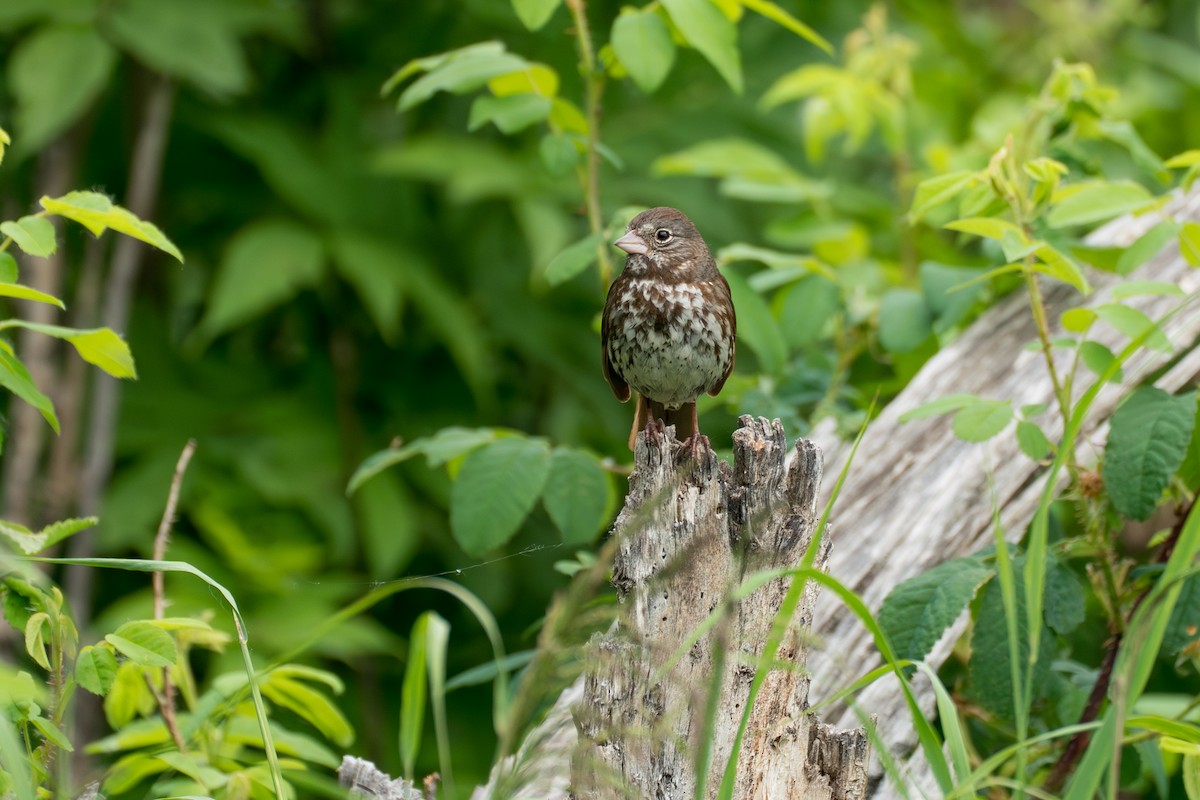 Fox Sparrow (Sooty) - ML646370026