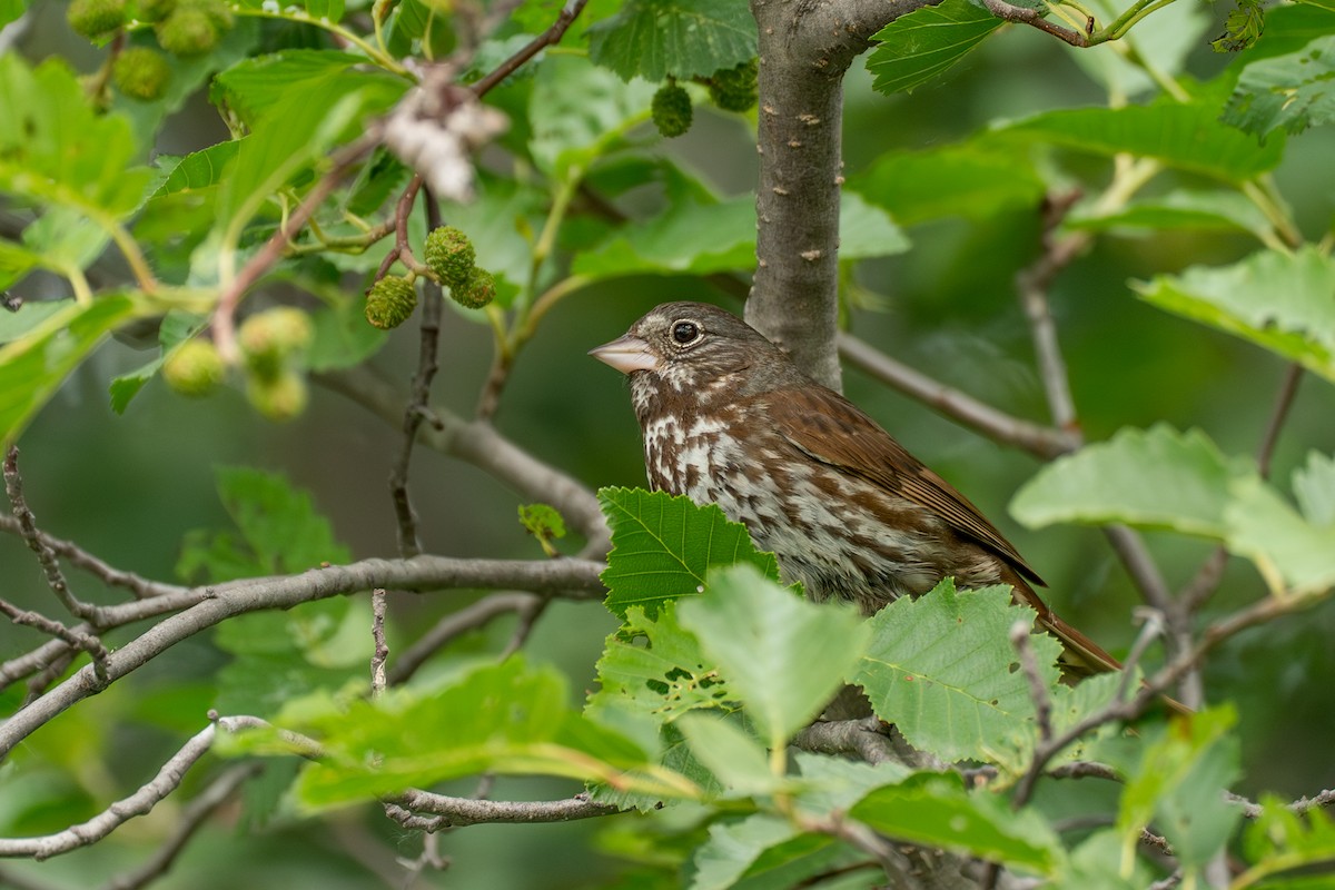 Fox Sparrow (Sooty) - ML646370027