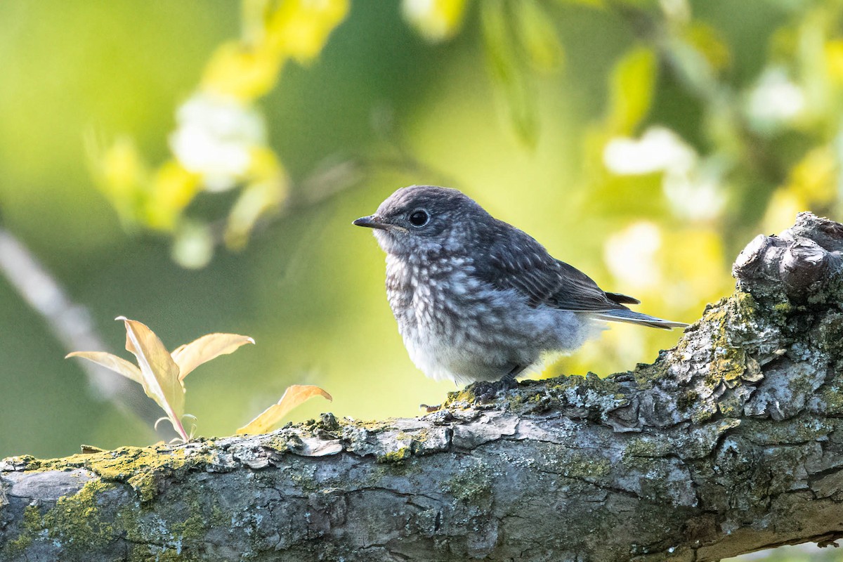 Блакитник східний - ML646370028