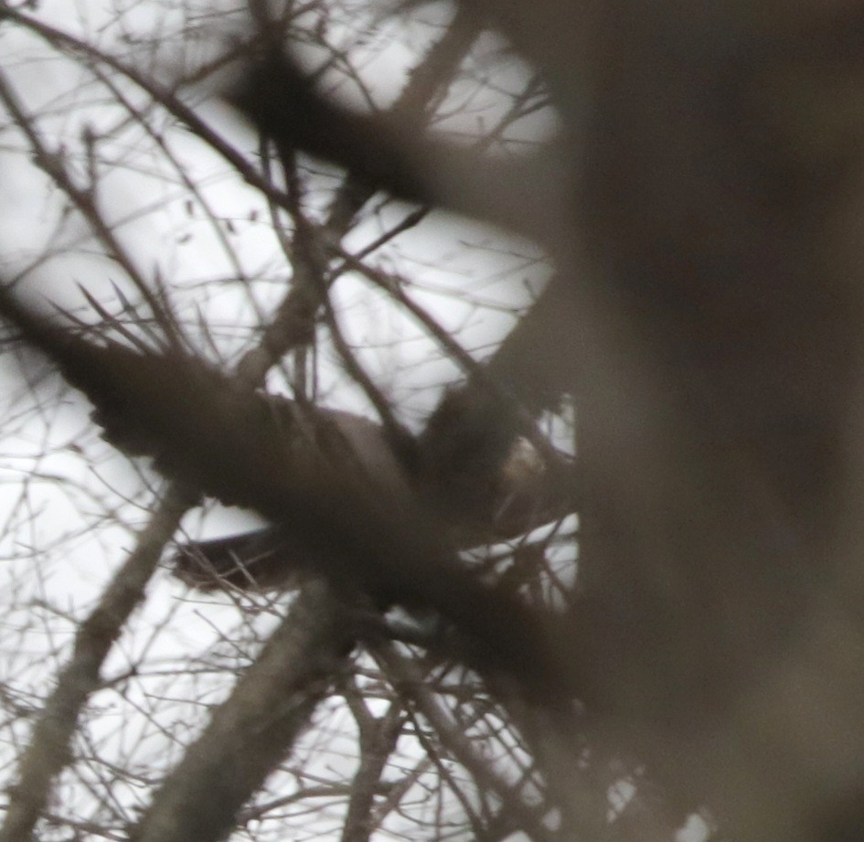 Golden Eagle - ML646370029