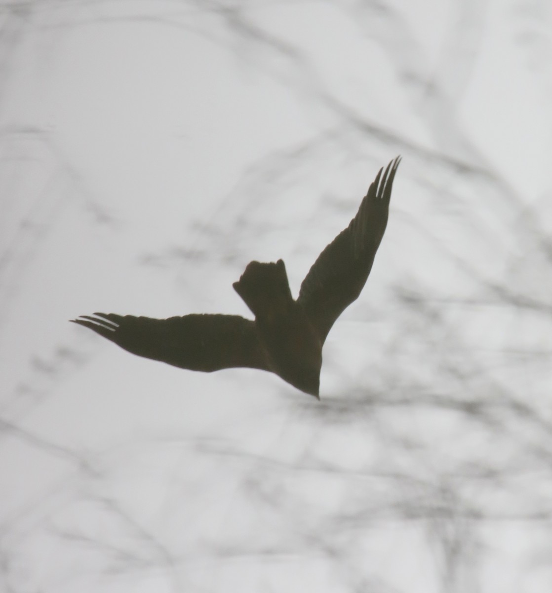 Golden Eagle - ML646370037