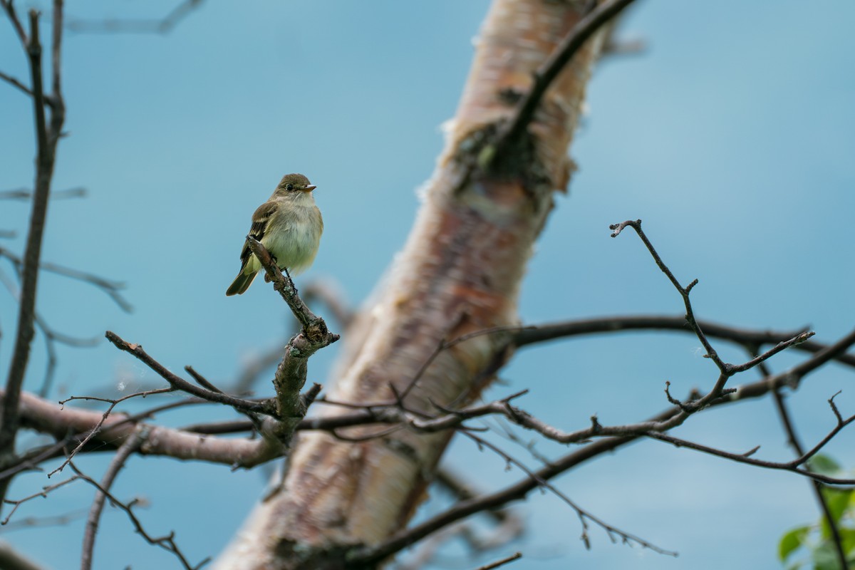 Alder Flycatcher - ML646370040