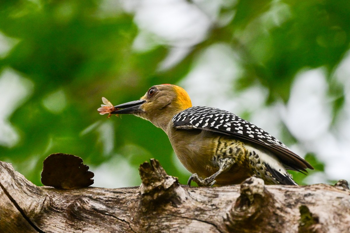 コスタリカキビタイシマセゲラ - ML646370042
