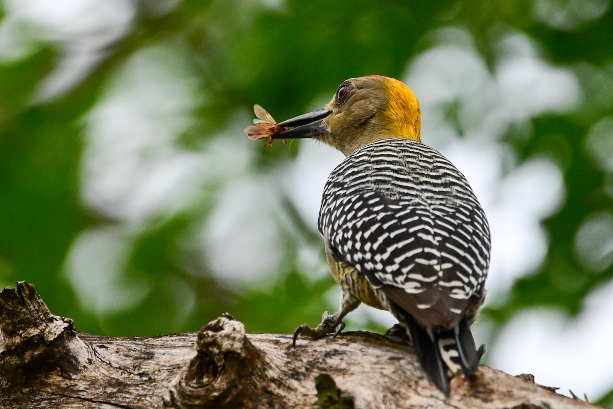 コスタリカキビタイシマセゲラ - ML646370043