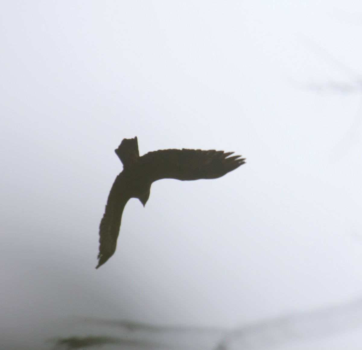 Golden Eagle - ML646370045