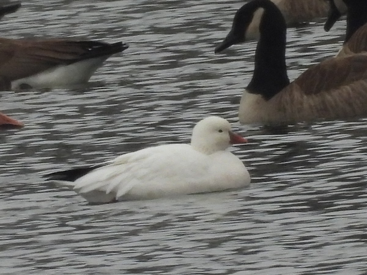 Ross's Goose - ML646370046