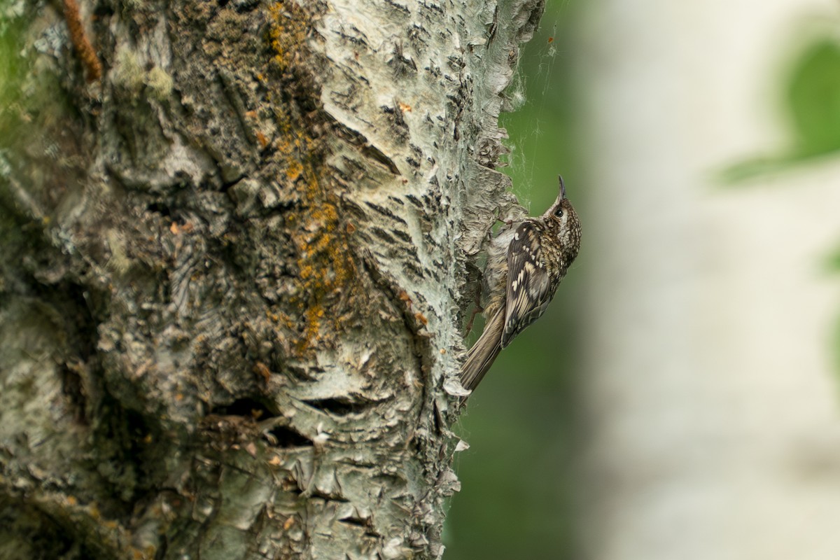Brown Creeper - ML646370047