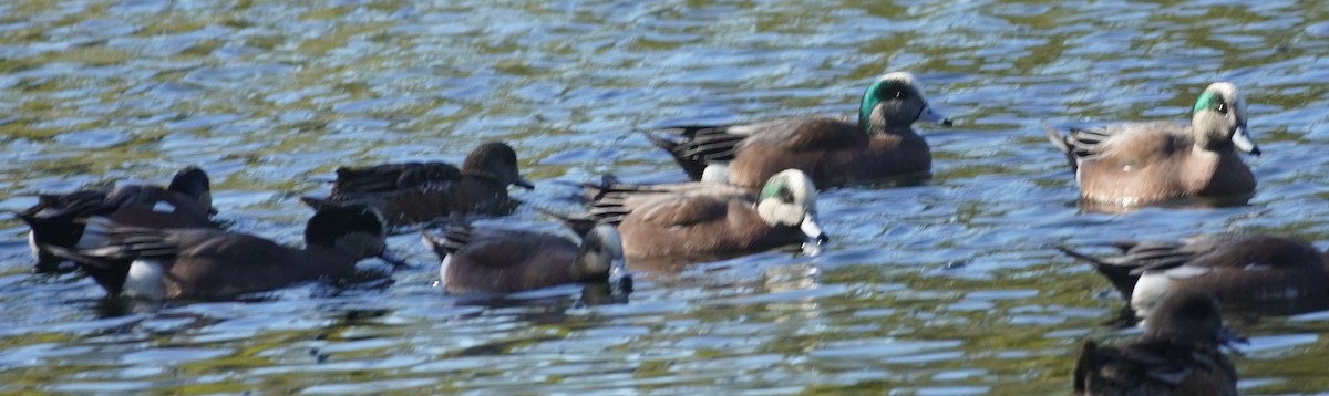 Свищ американський - ML646370048