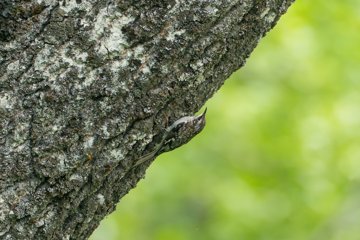 Brown Creeper - ML646370049