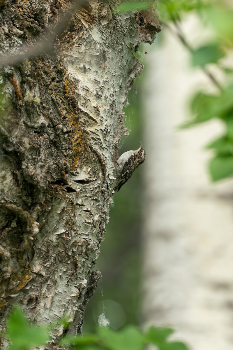 Brown Creeper - ML646370051