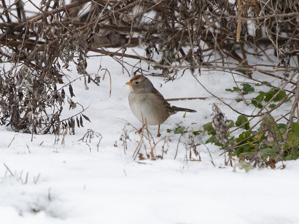 Chingolo Coroniblanco (gambelii) - ML646370052