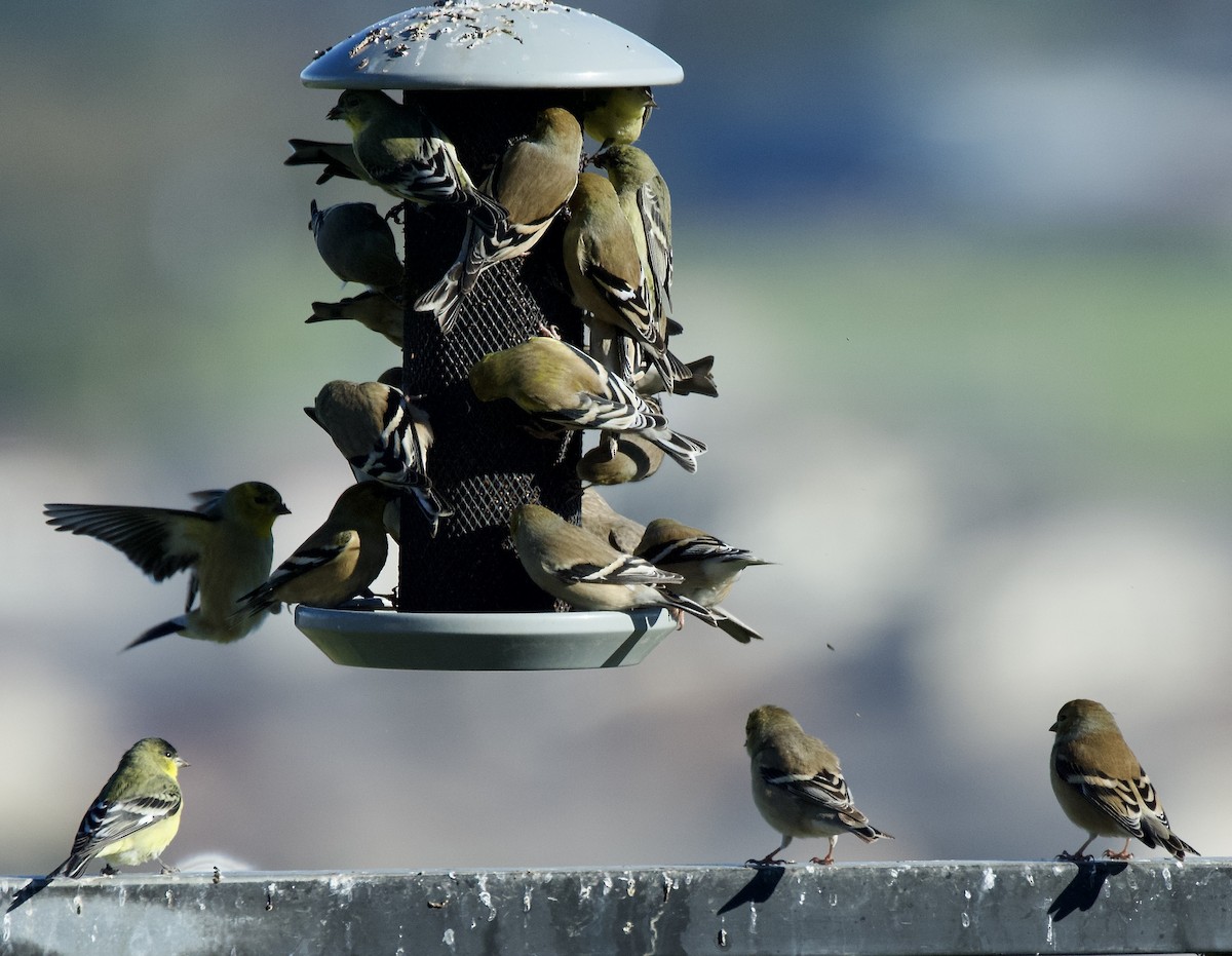 American Goldfinch - ML646370053