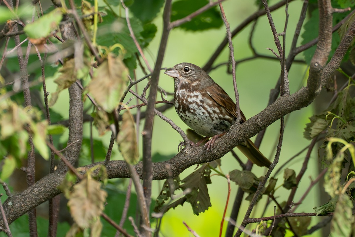 Fox Sparrow (Sooty) - ML646370054
