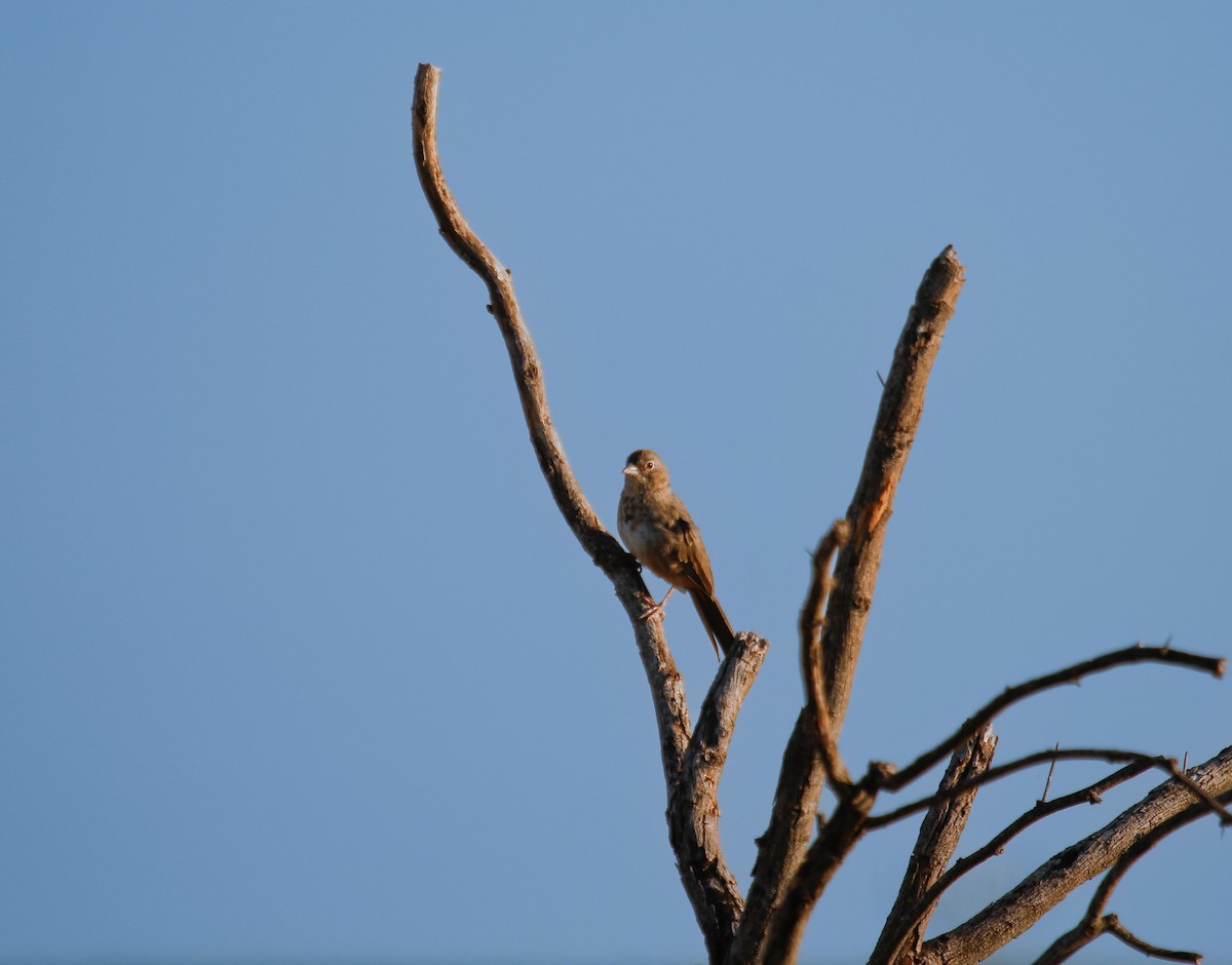 Canyon Towhee - ML646370055