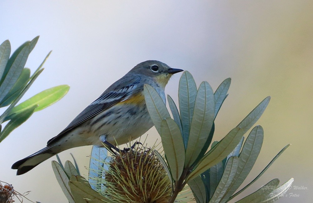 Kronenwaldsänger - ML646370057