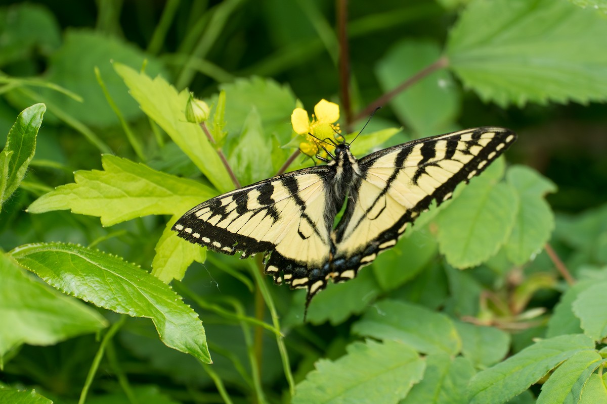 Canadian Tiger Swallowtail - ML646370058