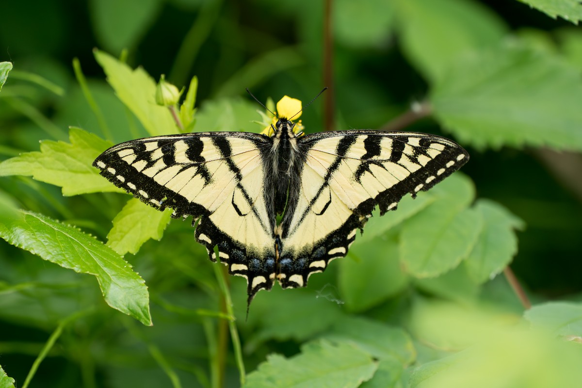 Canadian Tiger Swallowtail - ML646370059