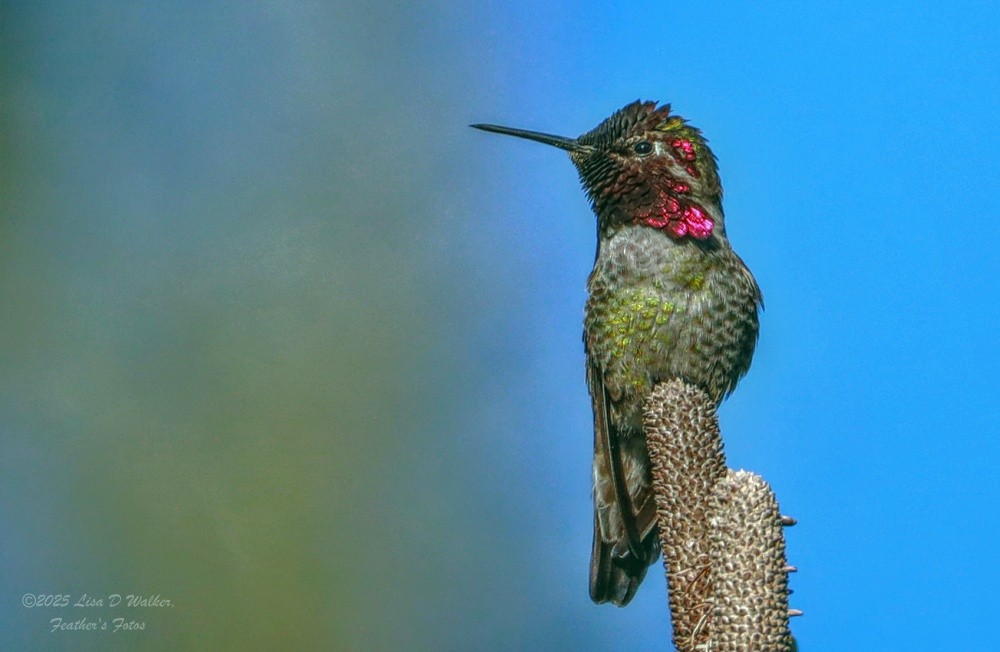 Annakolibri - ML646370061