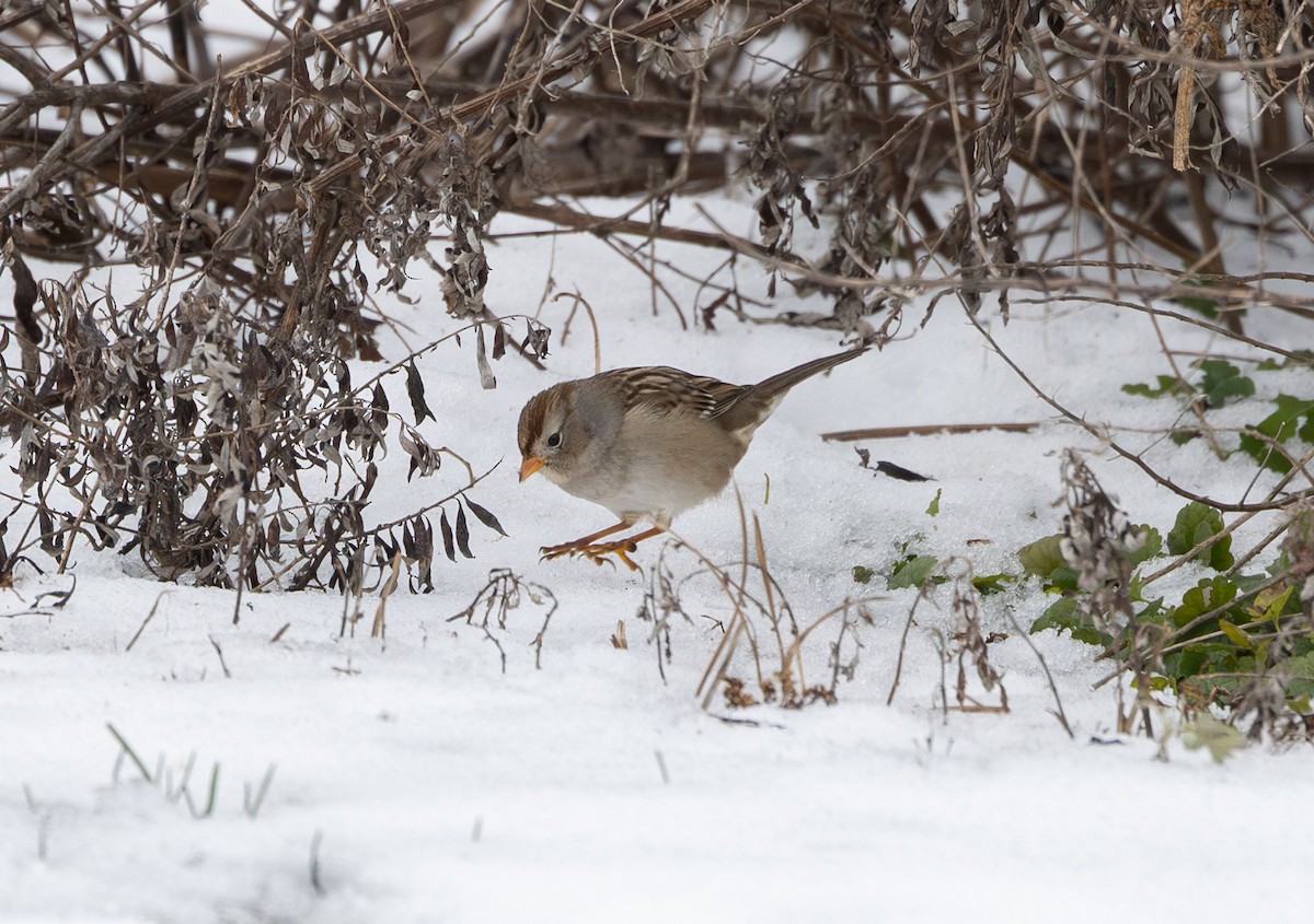 Chingolo Coroniblanco (gambelii) - ML646370063