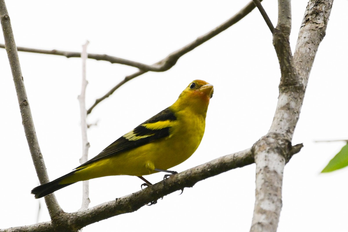 ニシフウキンチョウ - ML646370064