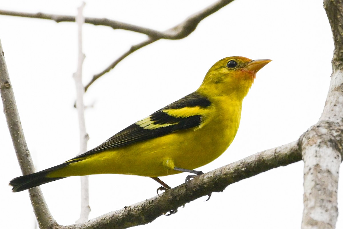 ニシフウキンチョウ - ML646370065