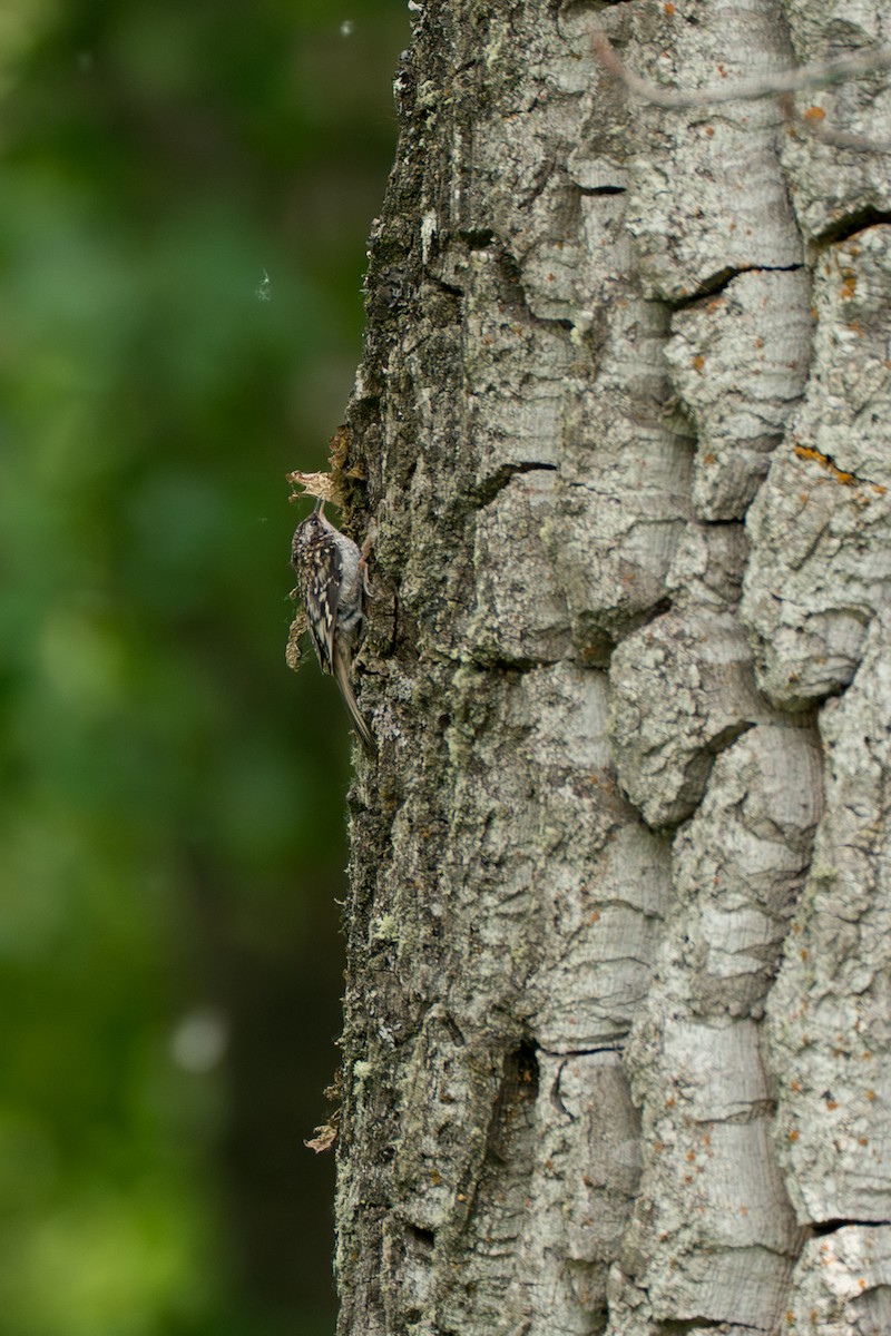 Brown Creeper - ML646370067
