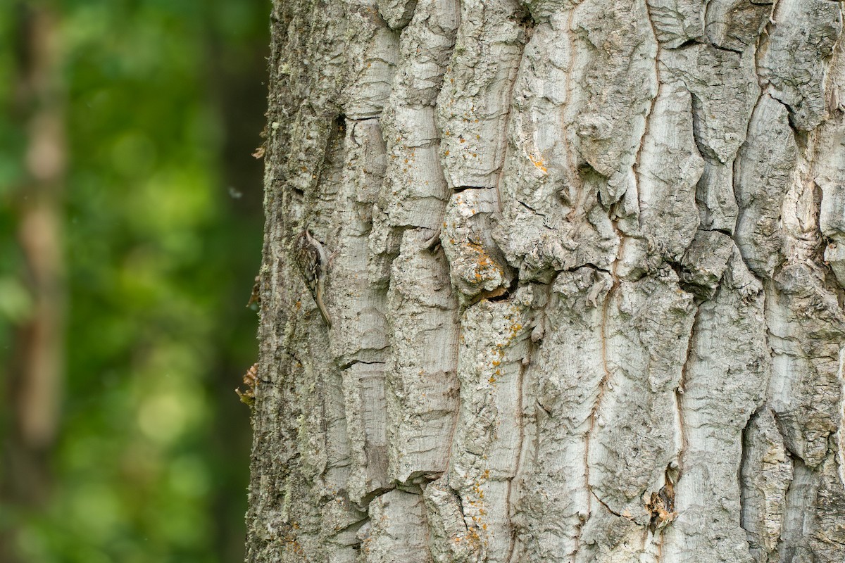 Brown Creeper - ML646370068