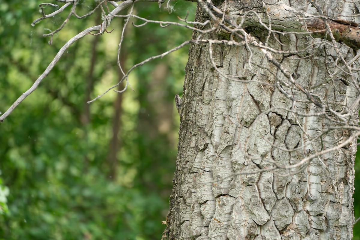 Brown Creeper - ML646370069