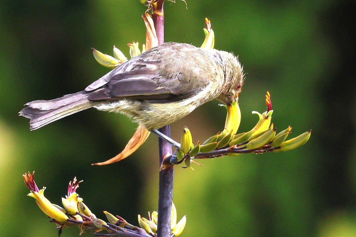 medosavka novozélandská - ML646370070