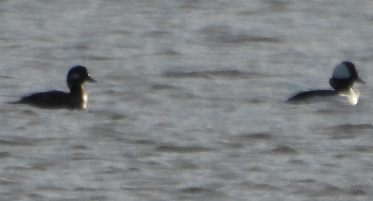 Bufflehead - ML646370071