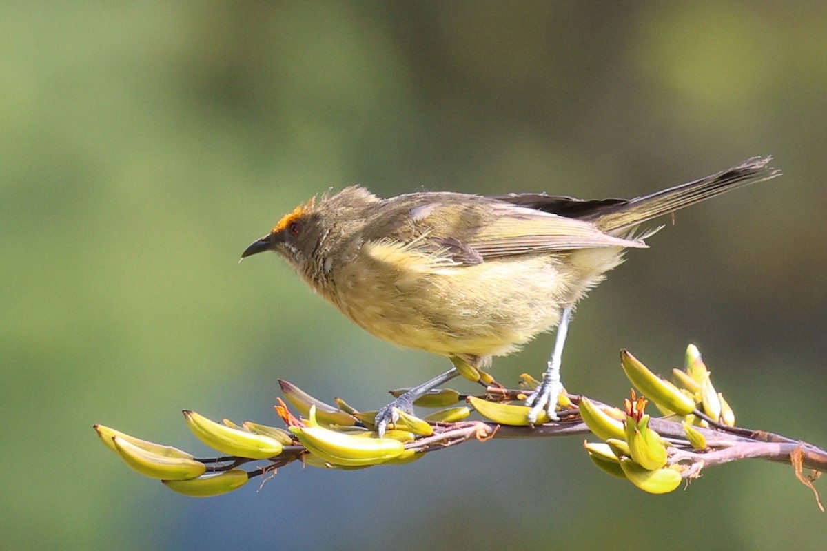 medosavka novozélandská - ML646370075