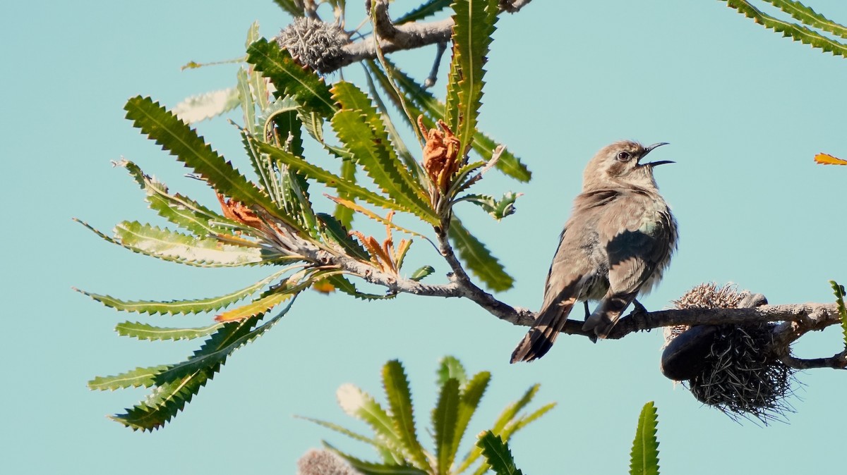Horsfield's Bronze-Cuckoo - ML646370076