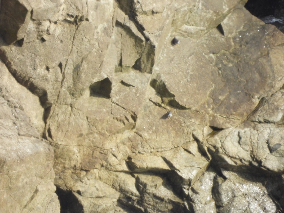 Wandering Tattler - ML646370082