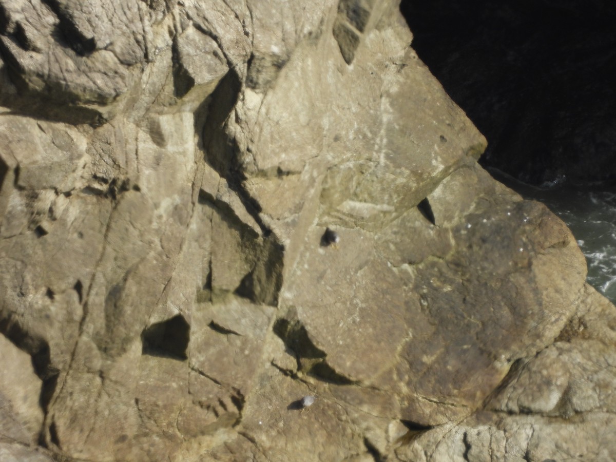 Wandering Tattler - ML646370084