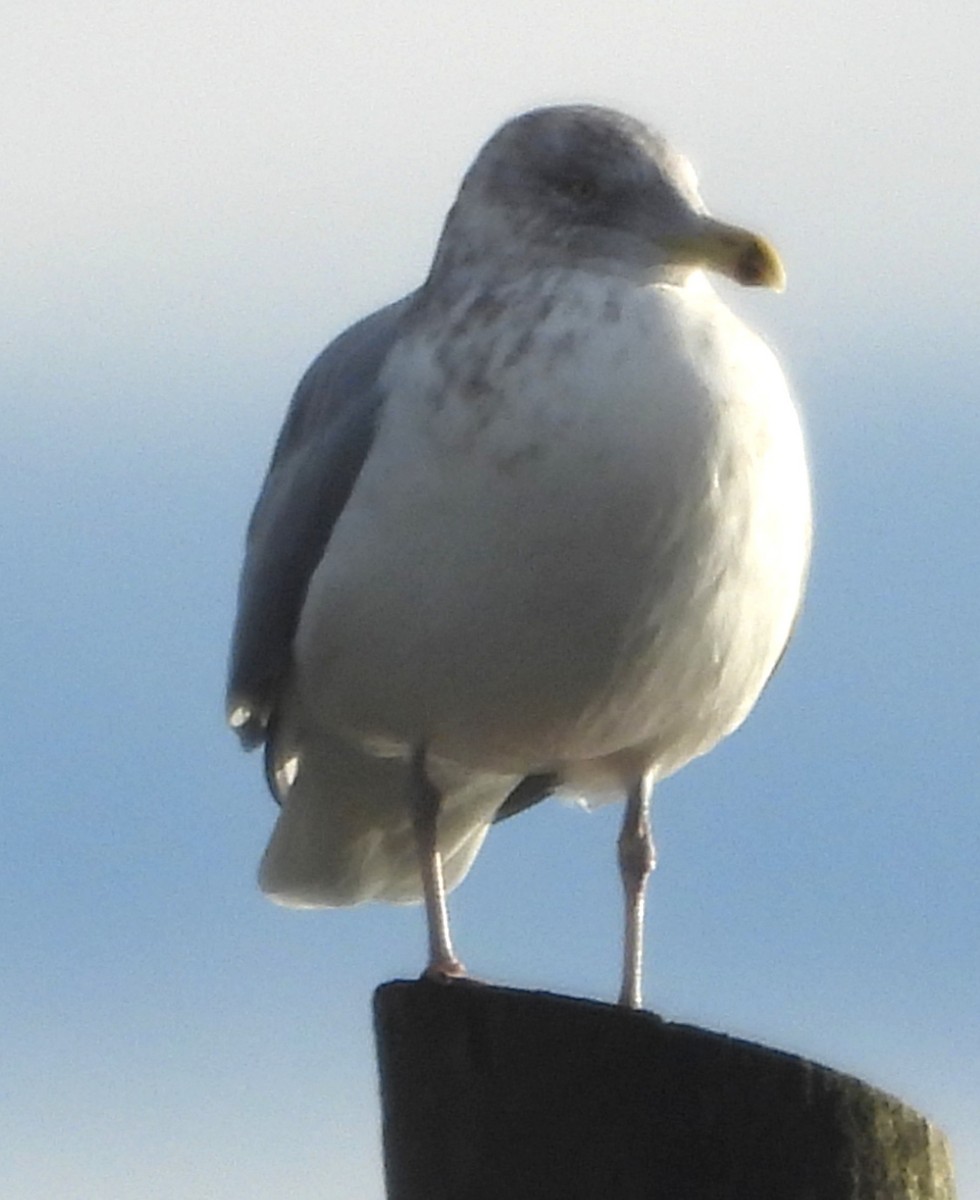 American Herring Gull - ML646370086