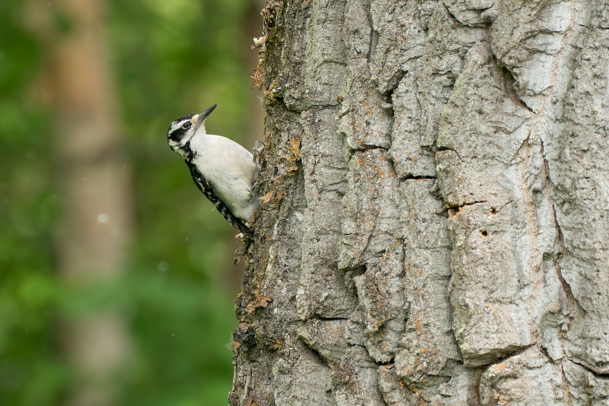 Hairy Woodpecker - ML646370089